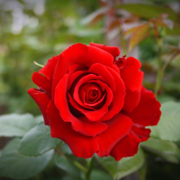 Roses Nursery Melbourne Rose Plants Delivery Melbourne All Green